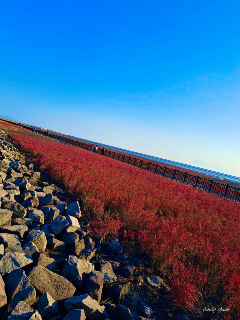 シチメンソウ(佐賀市東与賀町）　　　　海の紅葉