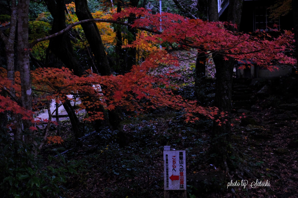 紅葉（竜門ダム）
