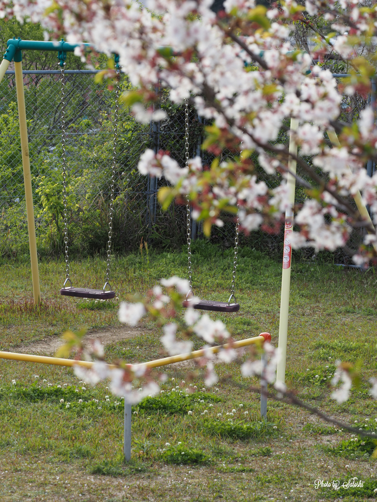 公園の桜