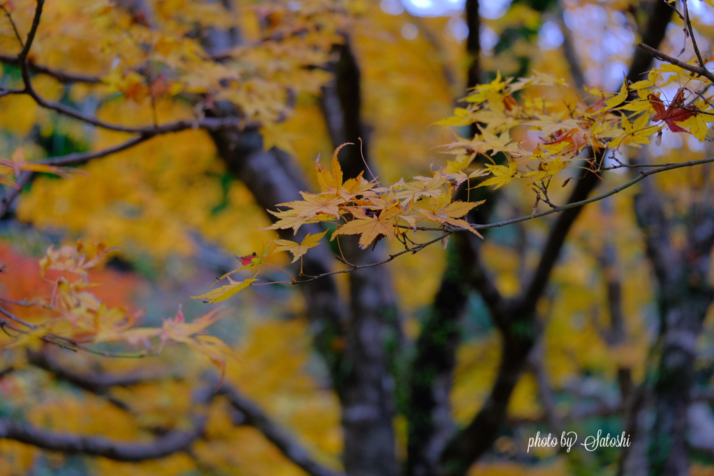 紅葉（竜門ダム）