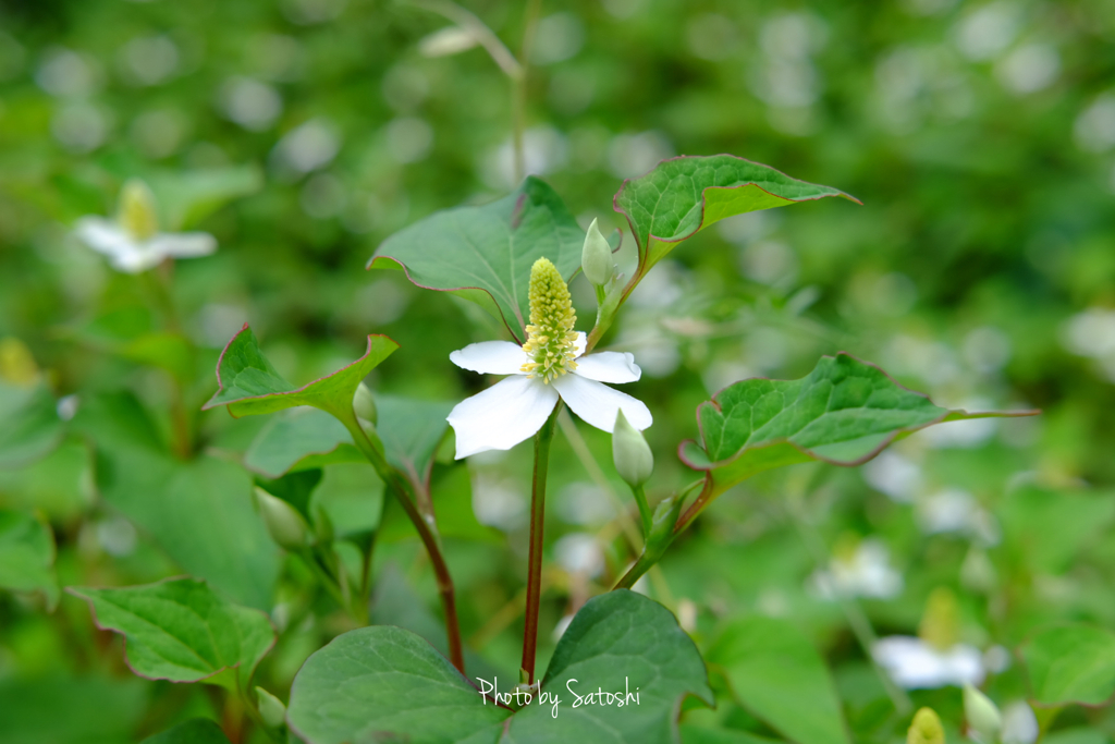 この花が咲き始めると梅雨入りです。