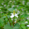 この花が咲き始めると梅雨入りです。