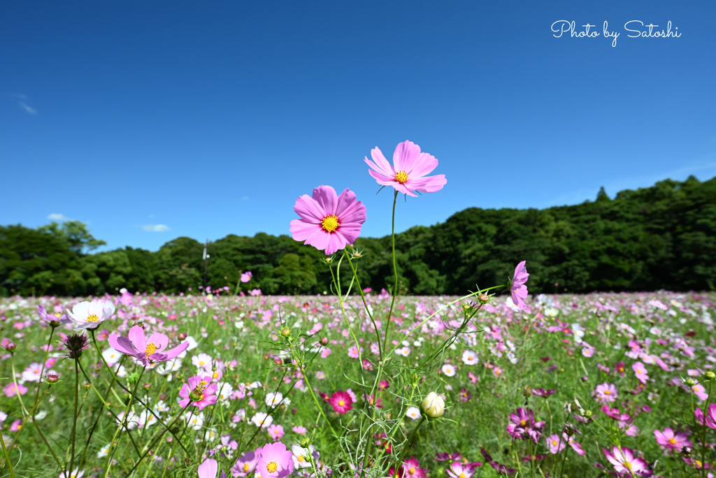 展海岬　コスモス