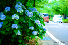 道沿い　最後の紫陽花