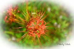 社が丘花園公園③   彼岸花