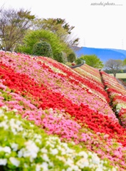 公園の法面に綺麗に並んだツツジ