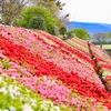 公園の法面に綺麗に並んだツツジ