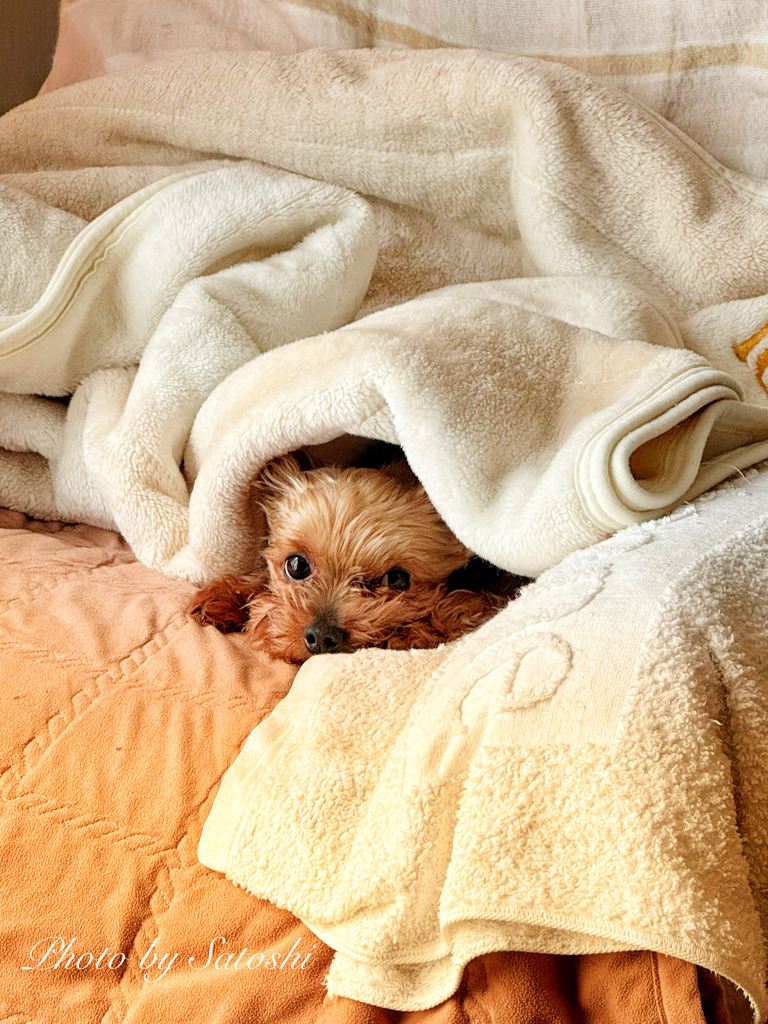 愛犬