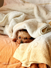 愛犬