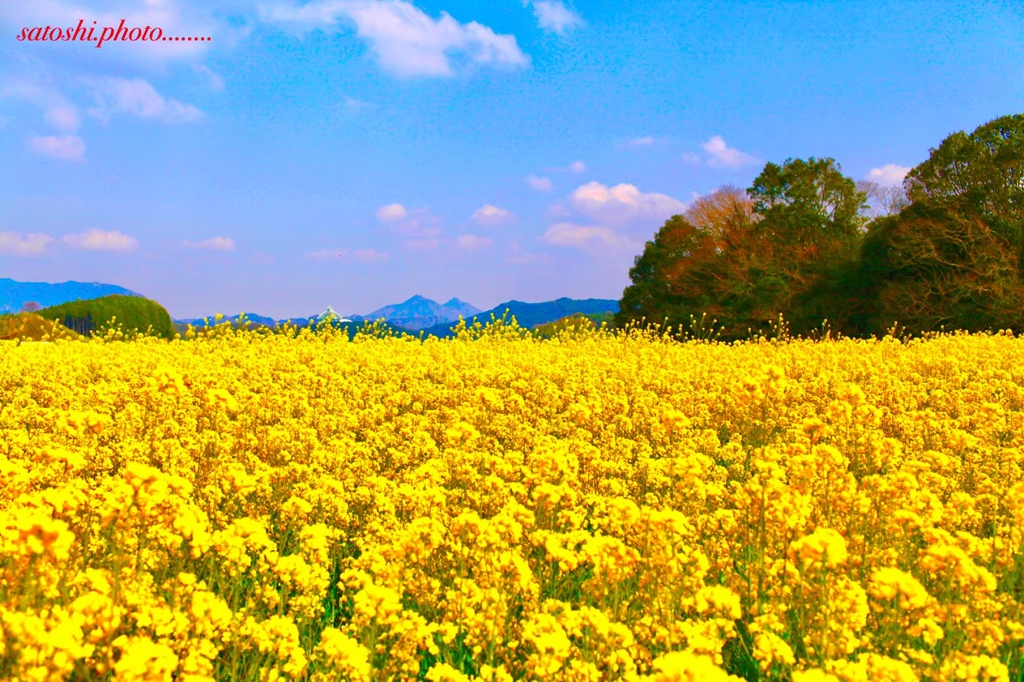 一面に咲く菜の花