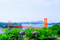 平戸大橋と、山紫陽花
