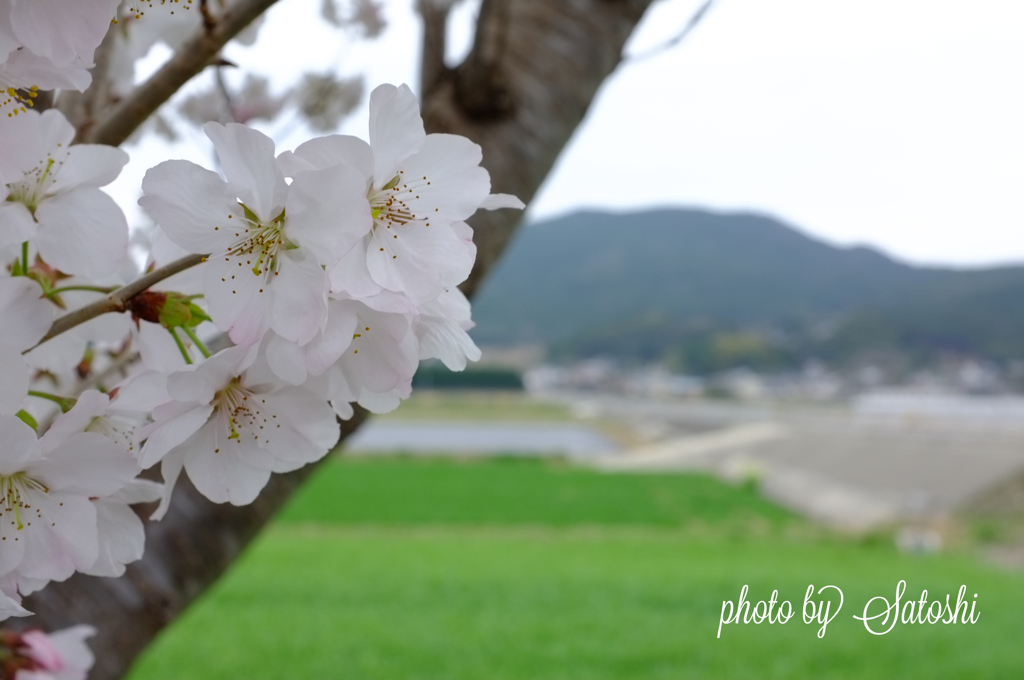 曇りの日の開花