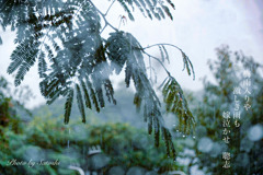 6月の雨…