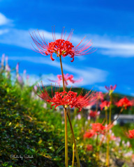 社が丘花園公園①   彼岸花