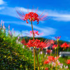 社が丘花園公園①   彼岸花