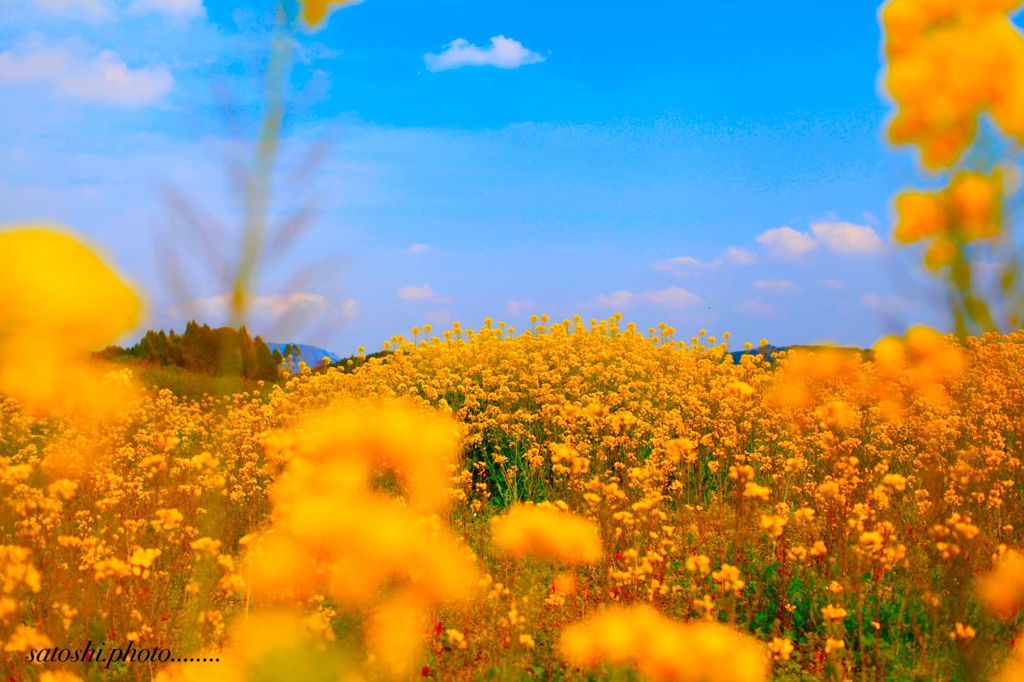 菜の花畑♫