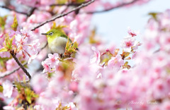 春の訪れ