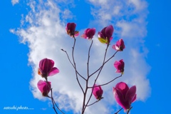 木蓮の花