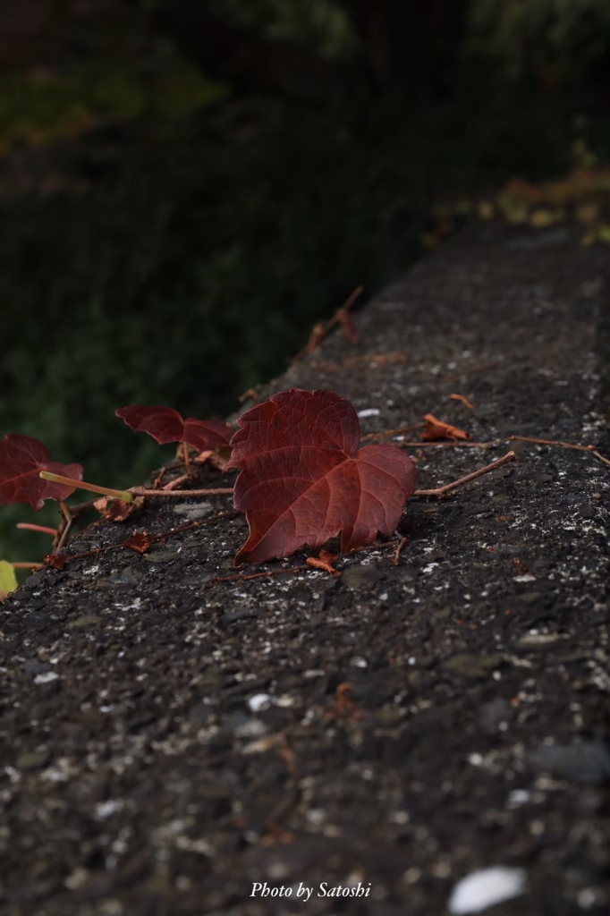 紅葉