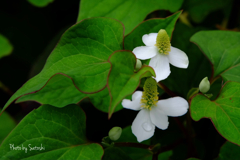 この花が咲き始めると梅雨入りです。