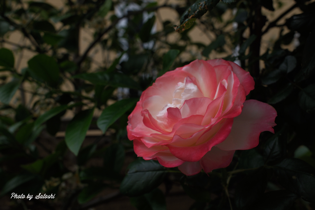 ハウステンボスの薔薇