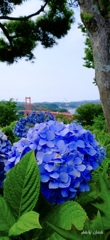 平戸大橋と紫陽花