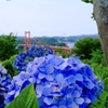 平戸大橋と紫陽花