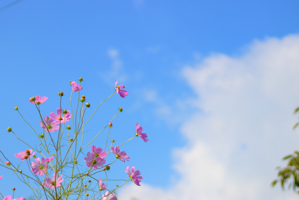 秋桜空