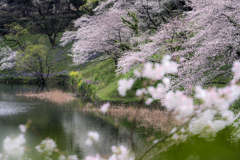 千鳥ヶ淵緑道の桜