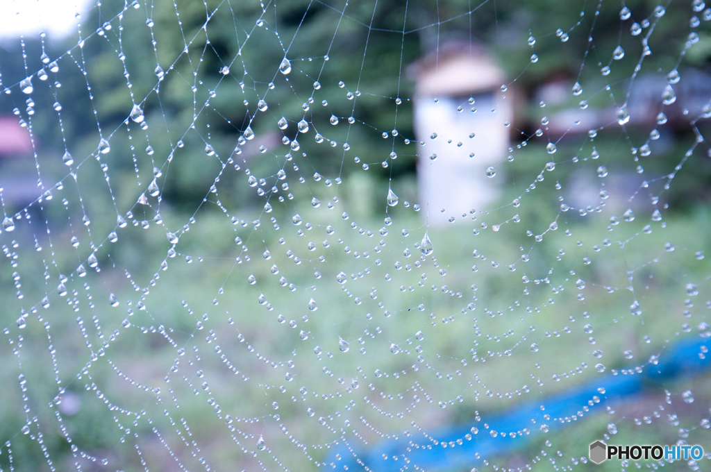 蜘蛛の巣そして水滴