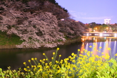 夜中の千鳥ヶ淵