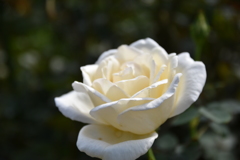 イングリッシュガーデン