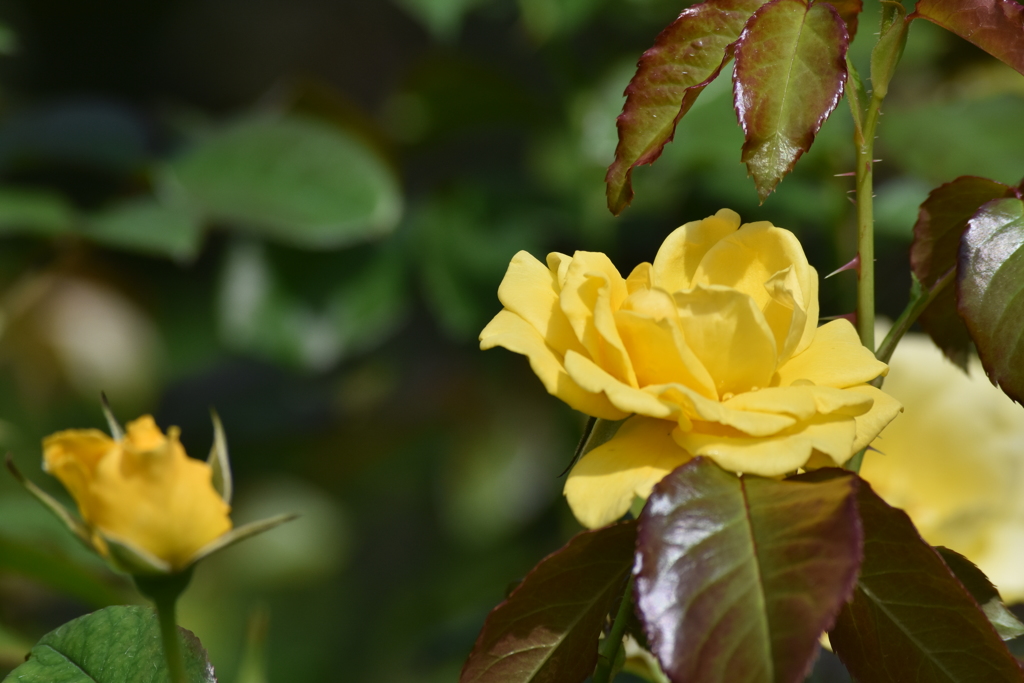 イングリッシュガーデン