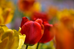 2019.里山ガーデン