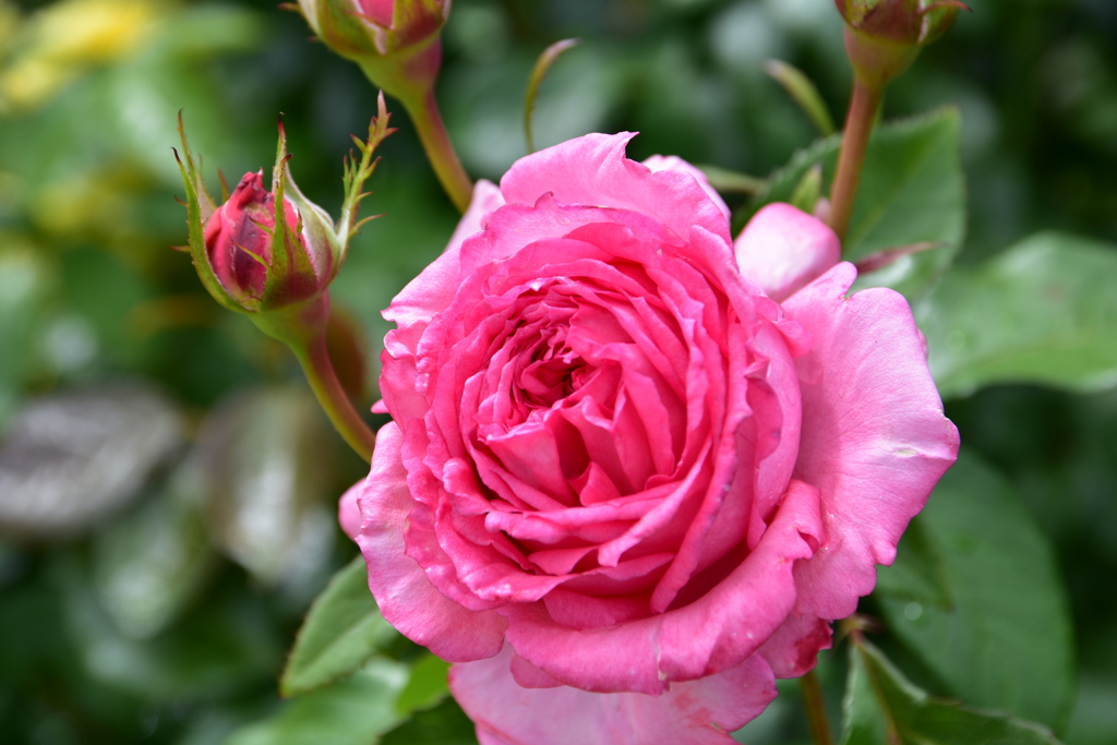 港が見える丘公園