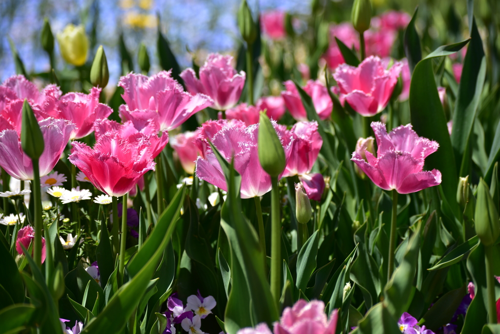 2019.里山ガーデン