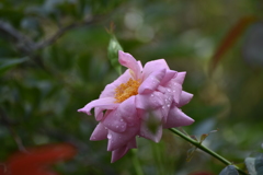 イングリッシュガーデン