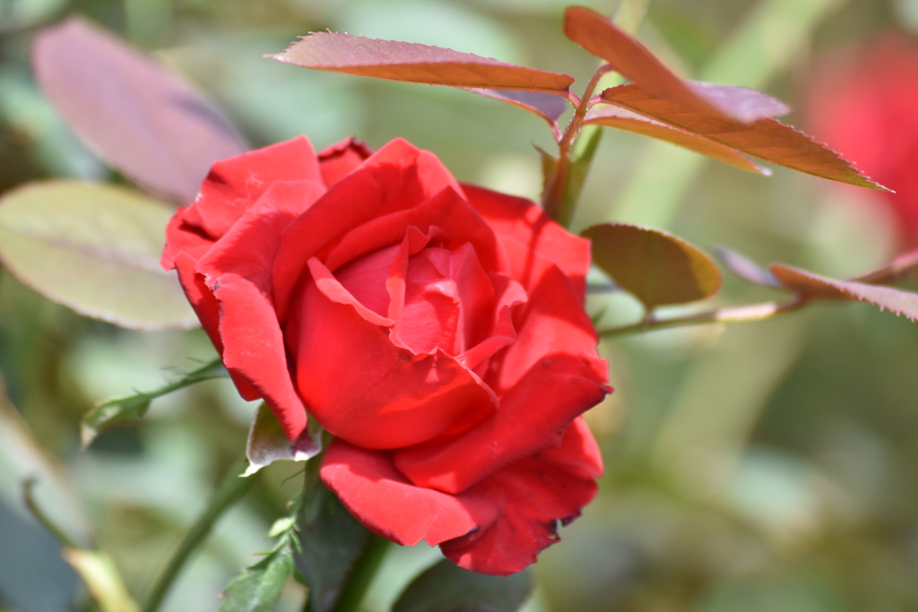 イングリッシュガーデン