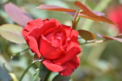 イングリッシュガーデン