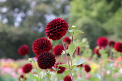 20171001_ダリア祭り