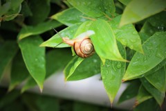 20170924_かたつむり