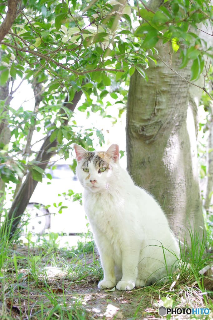 三渓園 猫 (7)