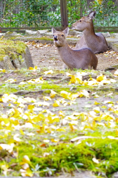 落ちたイチョウと二ホンジカ