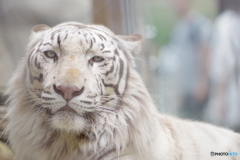 東武動物公園 優しい顔のホワイトタイガー