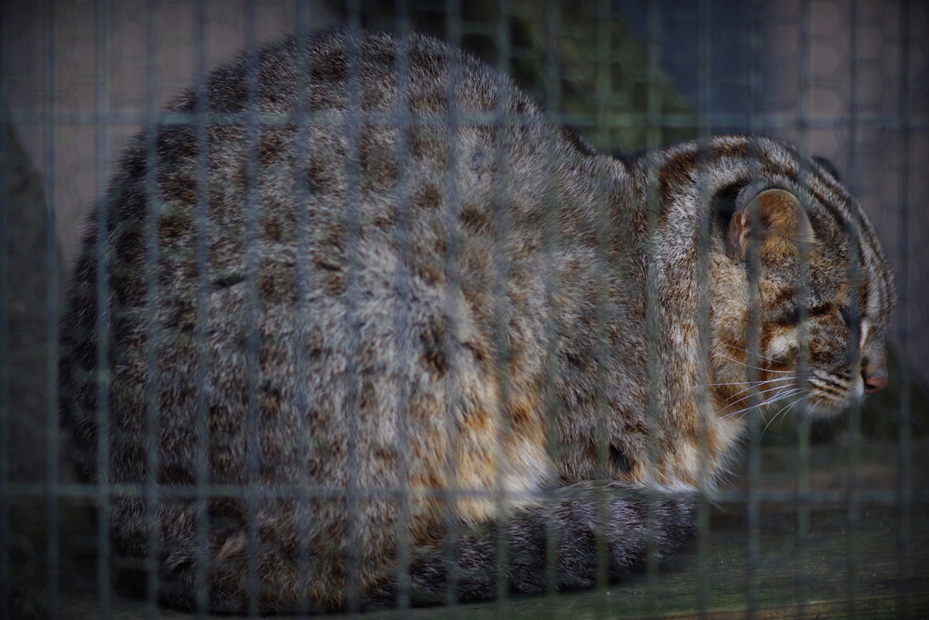 富山ファミリーパーク (1)