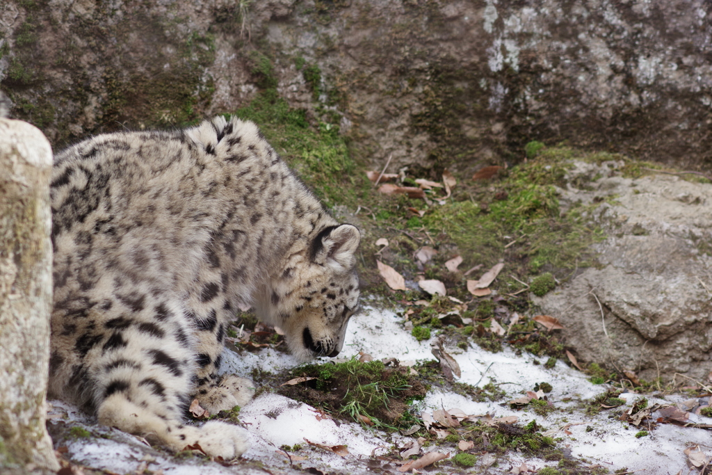 ユキヒョウの子供と雪