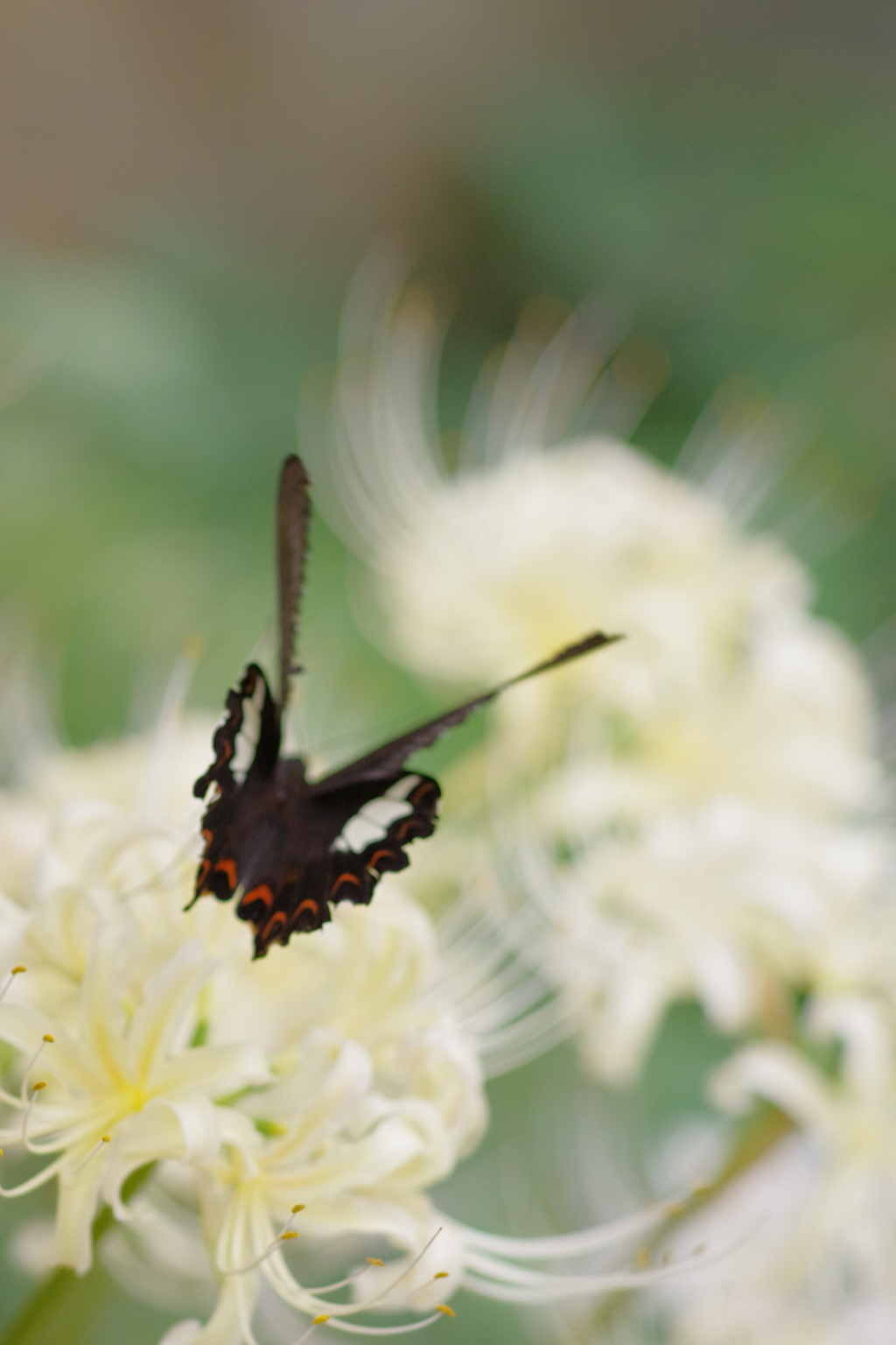 白い彼岸花と黒いモンキアゲハ3