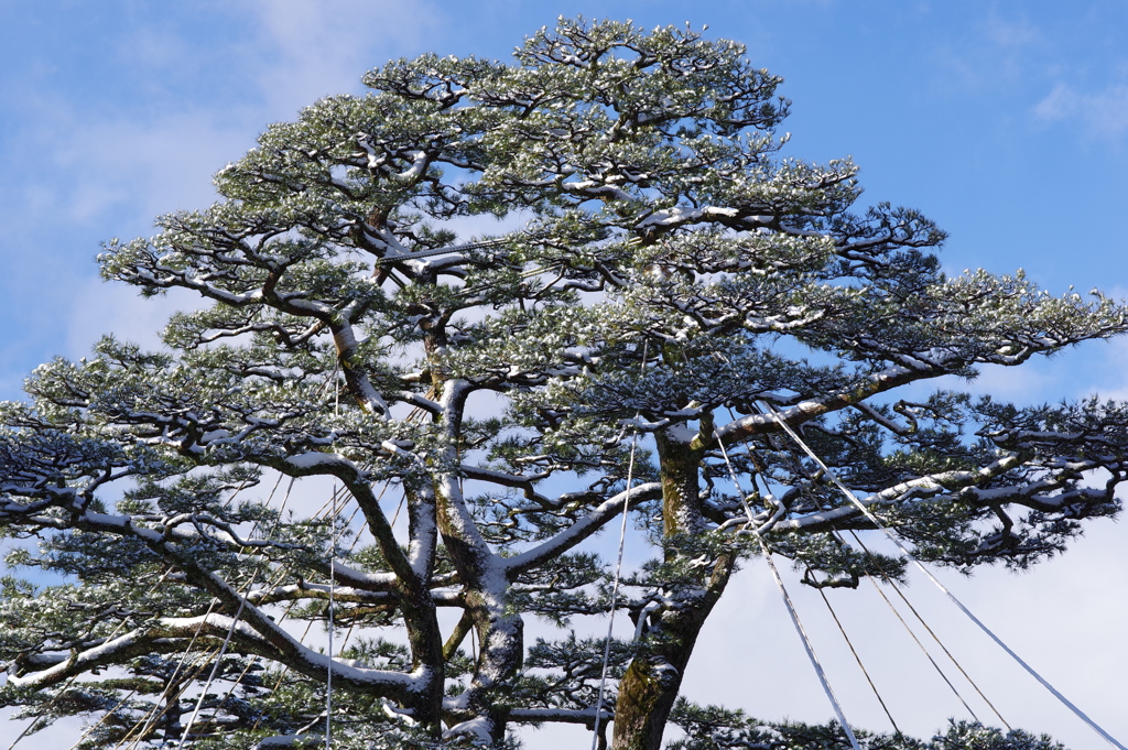 雪の兼六園 雪化粧と青空