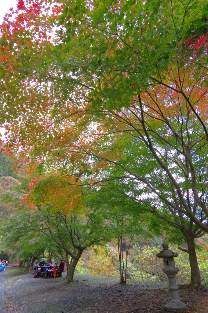 奥多摩むかしみち 上だけ紅葉のもみじ