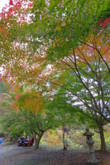 奥多摩むかしみち 上だけ紅葉のもみじ